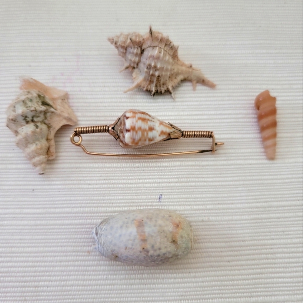 Vintage Shell Broach & Rare shells - Picture 4 of 6